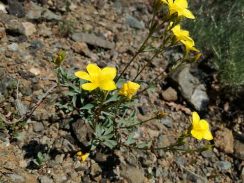 Imagem de Linum campanulatum L.