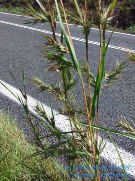 Themeda quadrivalvis (L.) Kuntze resmi