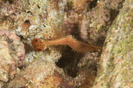 Image de Leander plumosus Bruce 1994