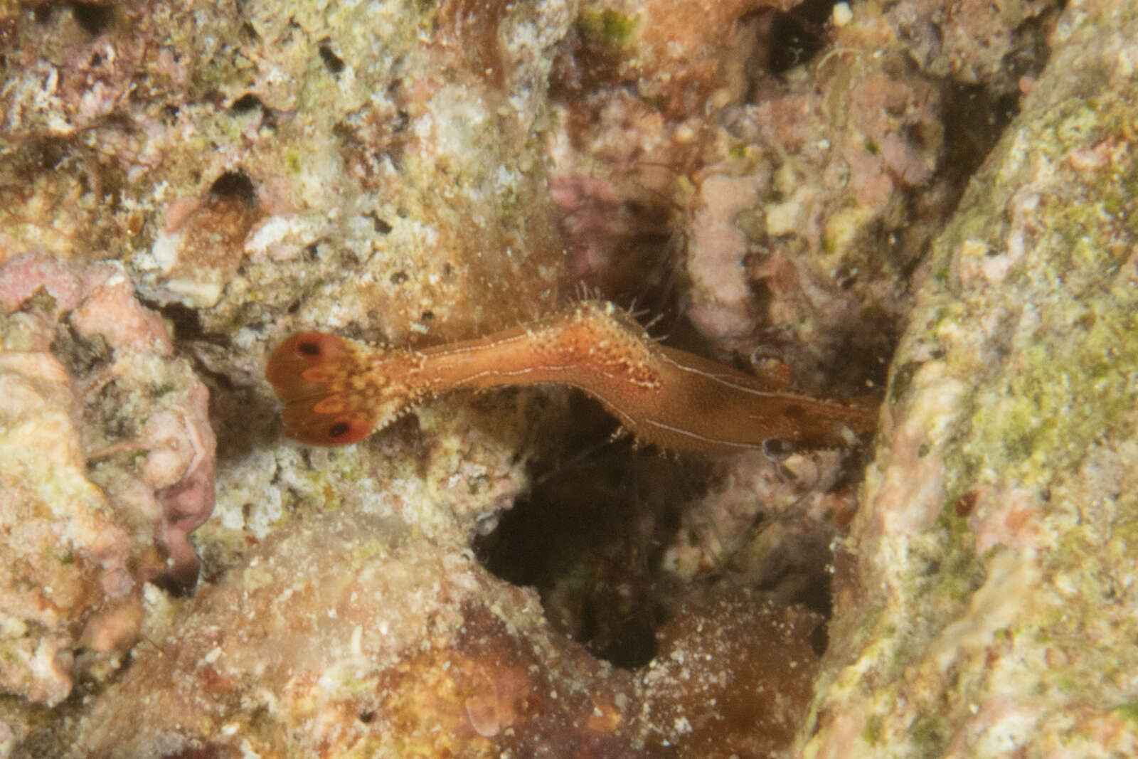 Image de Leander plumosus Bruce 1994