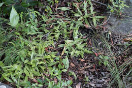 Image of Hypoxis membranacea Baker