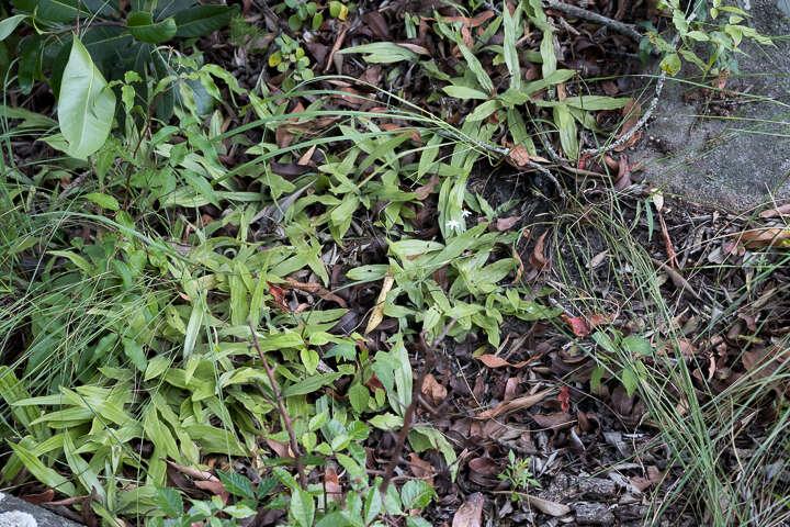 Image of Hypoxis membranacea Baker