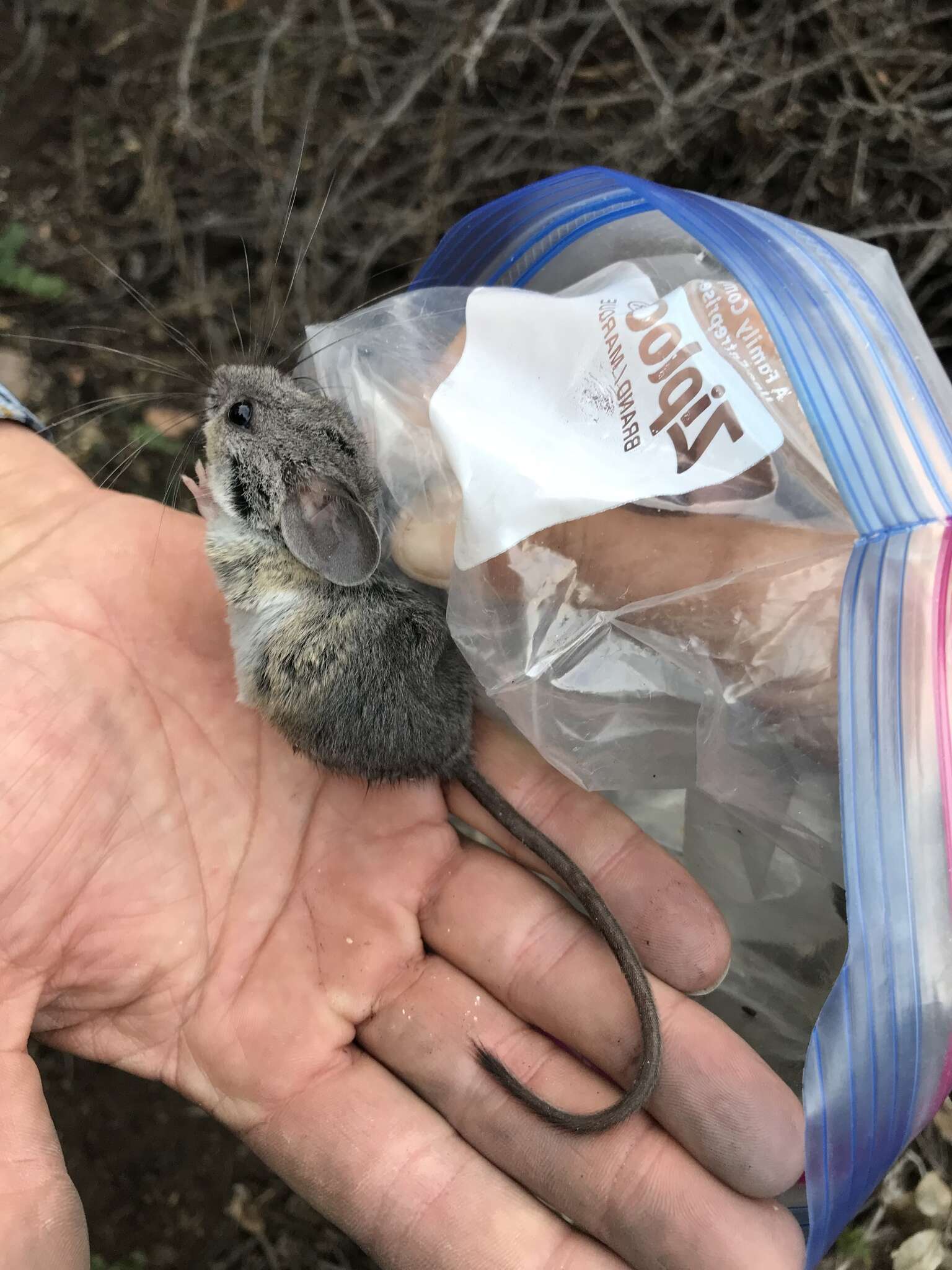 Image de Peromyscus boylii (Baird 1855)