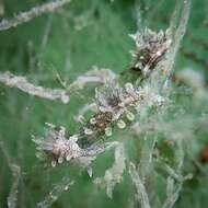 Image of Sea slug