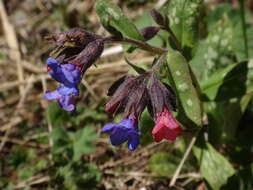 Sivun Pulmonaria stiriaca A. Kerner kuva