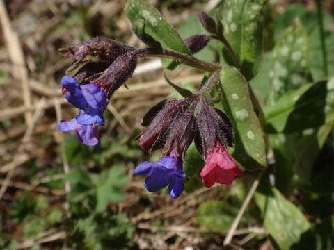 Plancia ëd Pulmonaria stiriaca A. Kerner