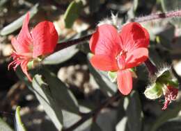 Image of Scarlet pelargonium