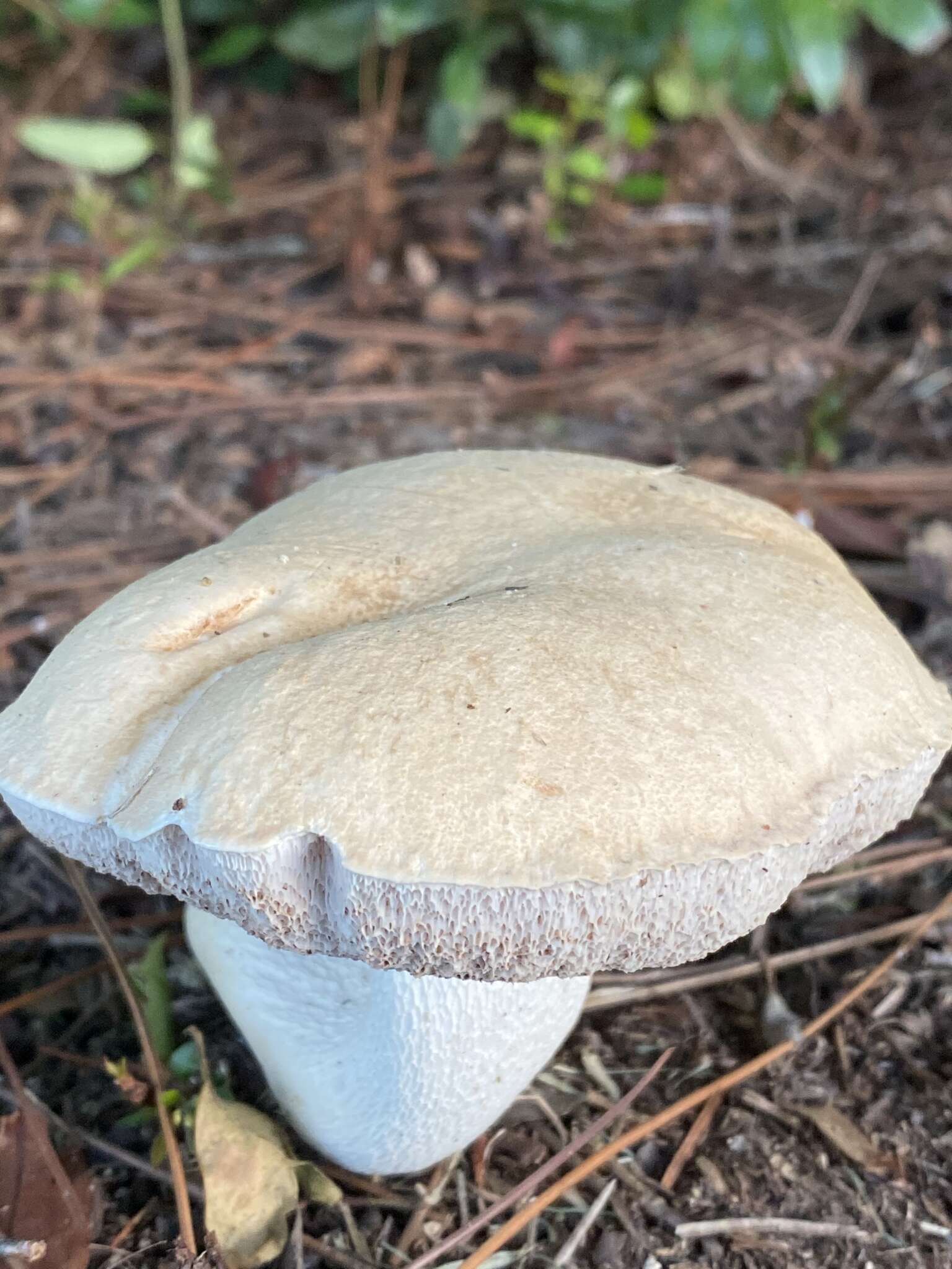 Image of Pale bitter bolete