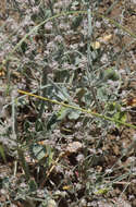 Image de Eriogonum vestitum Howell