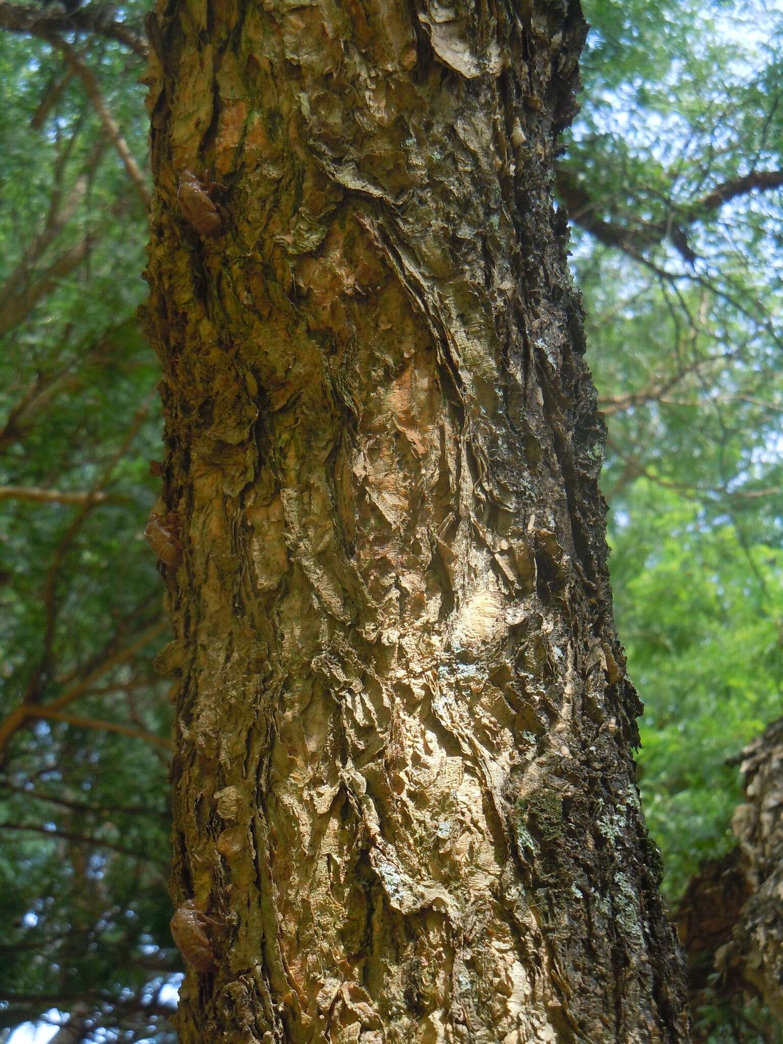 Image of Vachellia albicorticata (Burkart) Seigler & Ebinger