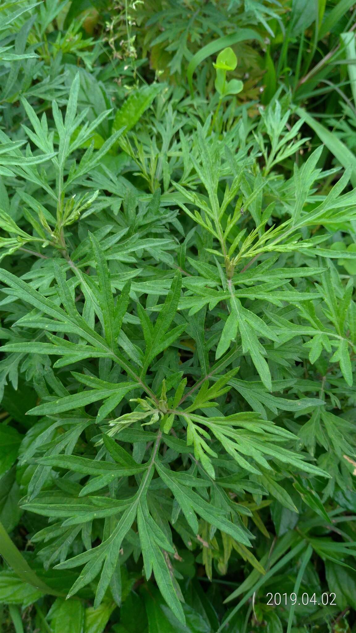 Image of Artemisia argyi H. Lév. & Vaniot