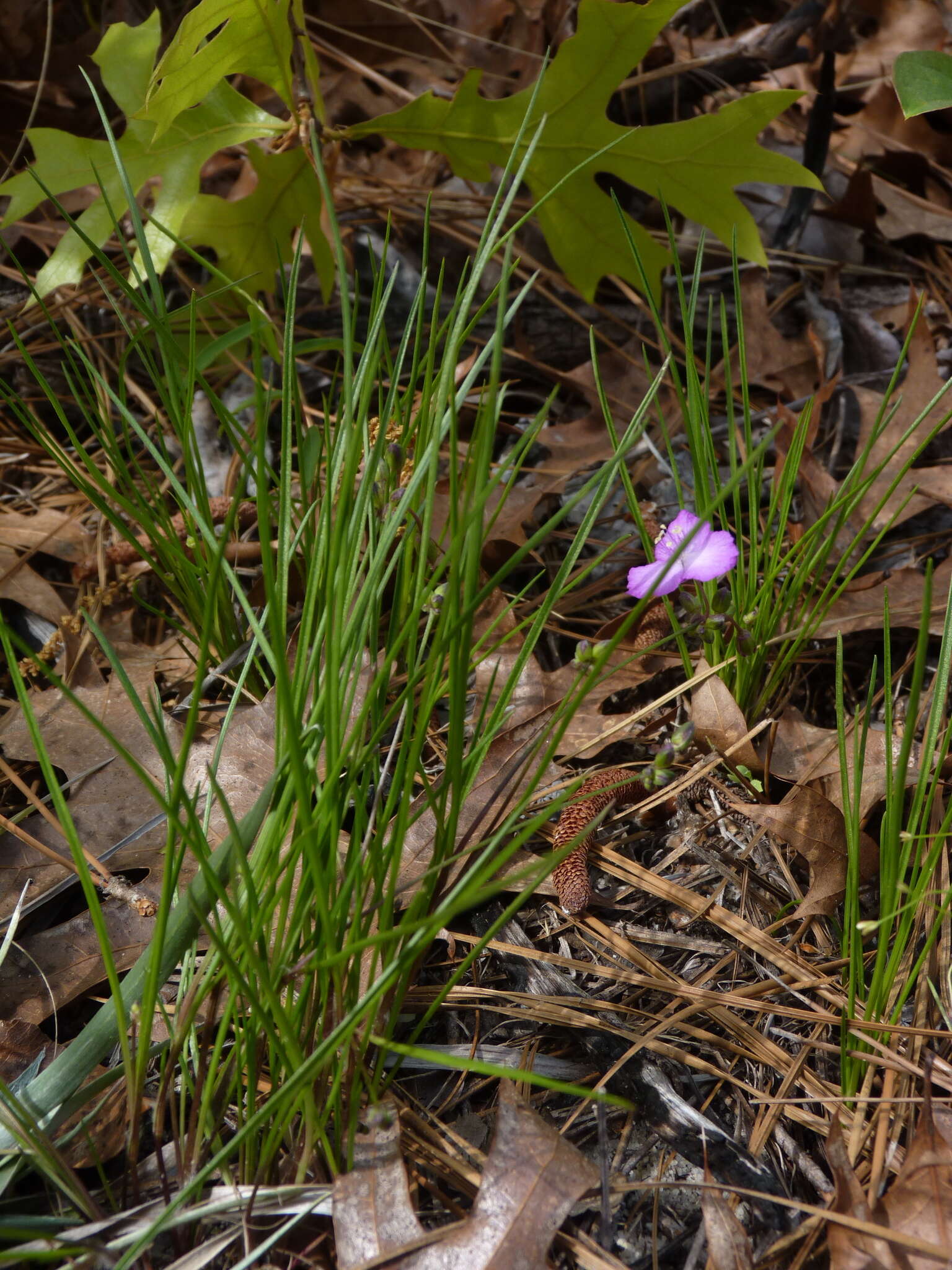 Image de Callisia graminea (Small) G. C. Tucker