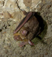 Image of Eloquent Horseshoe Bat