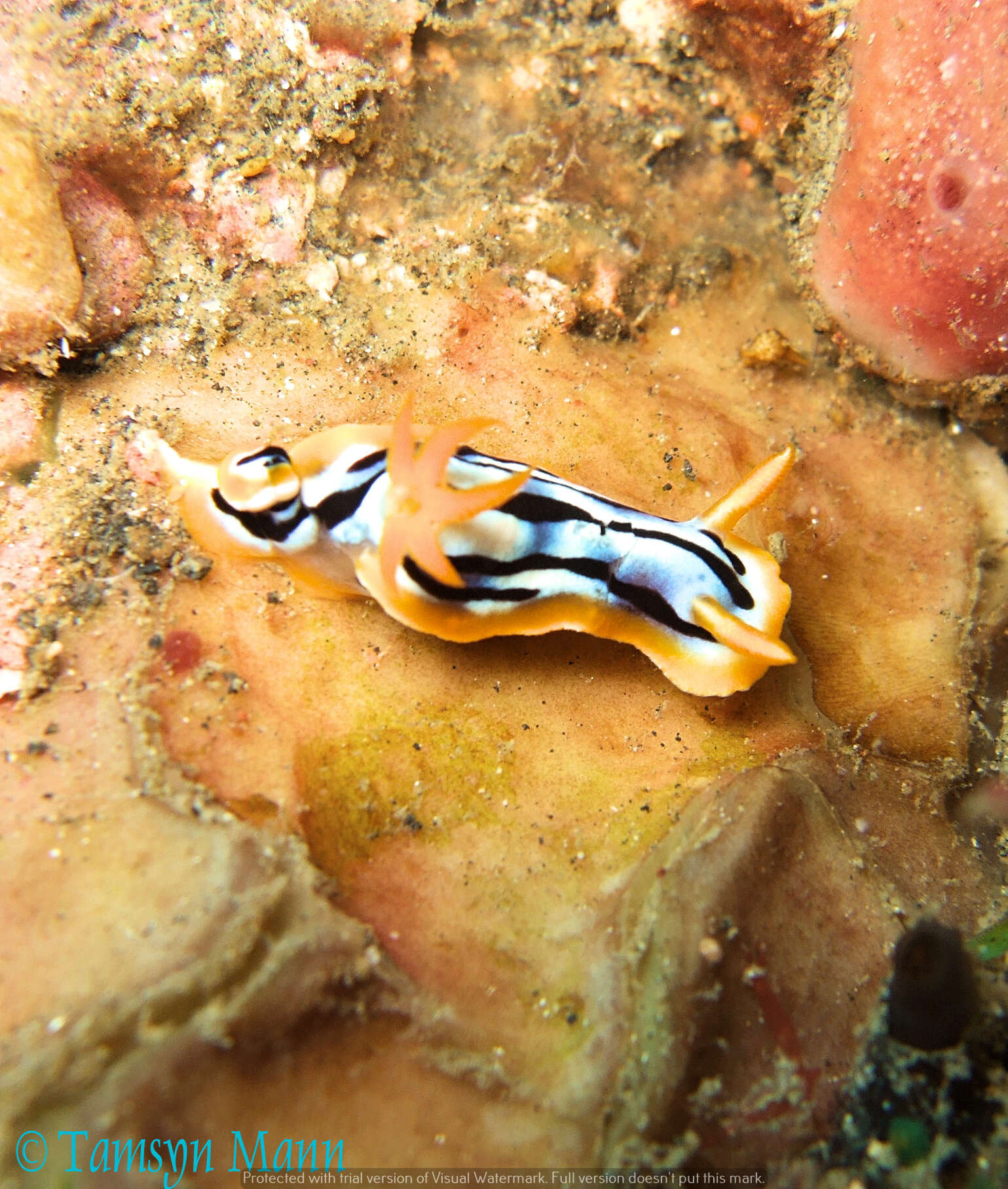 Image de Chromodoris strigata Rudman 1982