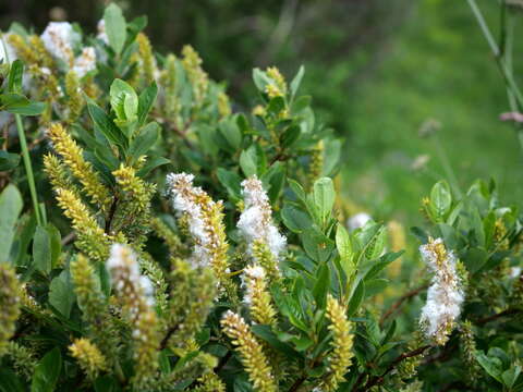 Image of Salix waldsteiniana Willd.