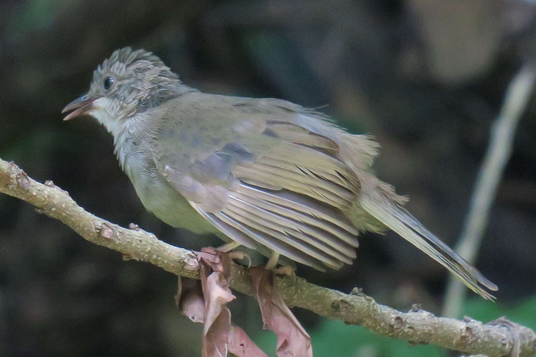 Image of Olive-winged Bulbul