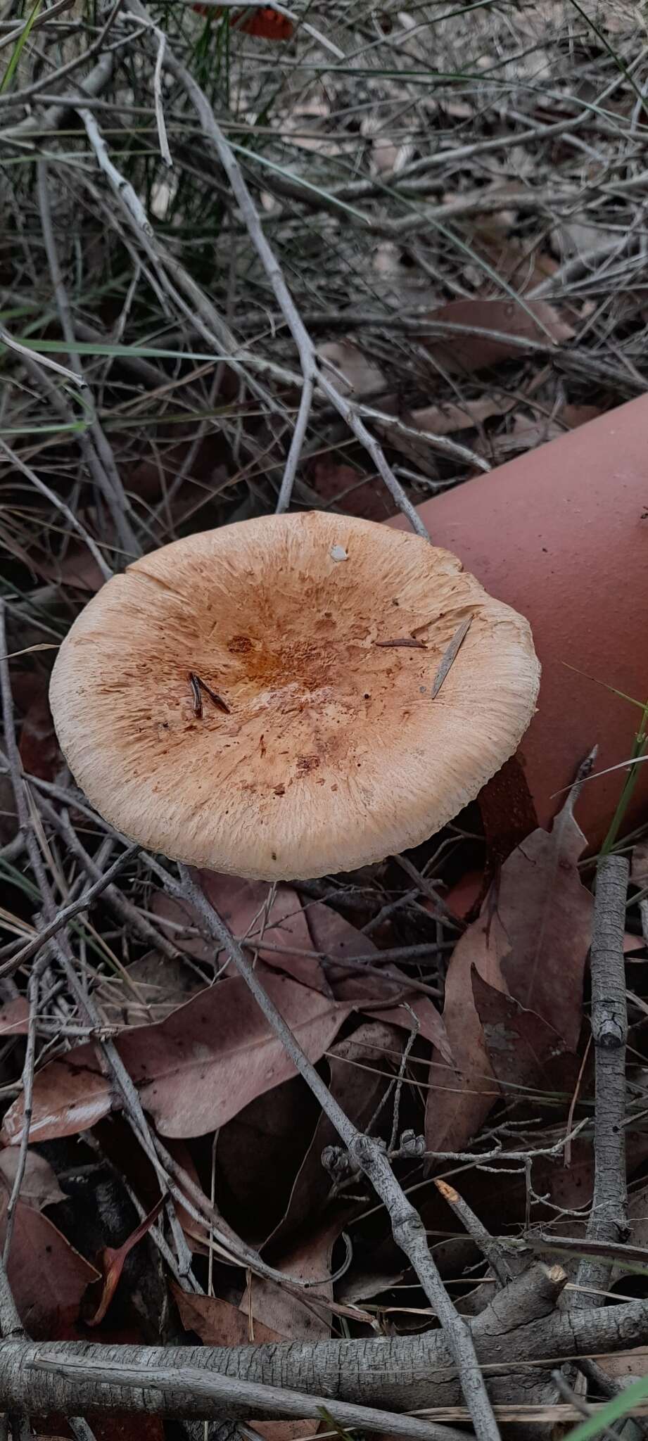 Image of Amanita ochrophylla (Cooke & Massee) Cleland 1924