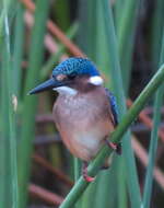 Image de Corythornis cristatus cristatus (Pallas 1764)