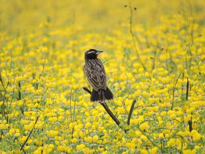 Image of Peruvian Meadowlark