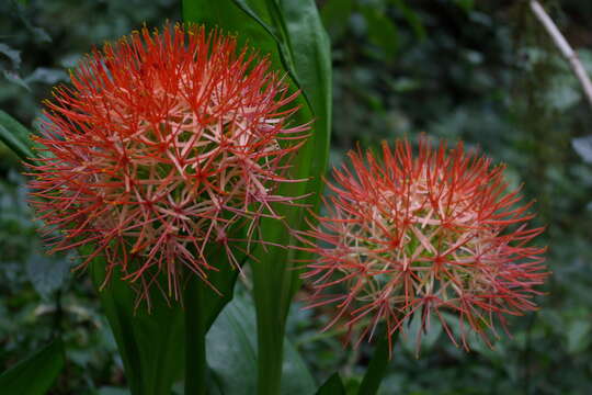 Imagem de Scadoxus multiflorus (Martyn) Raf.