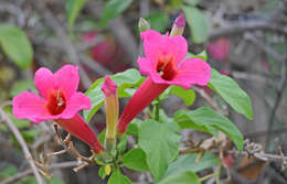 Image of Mexican blood-trumpet