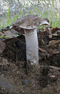 Image of Cortinarius albofragrans Ammirati & M. M. Moser 1997