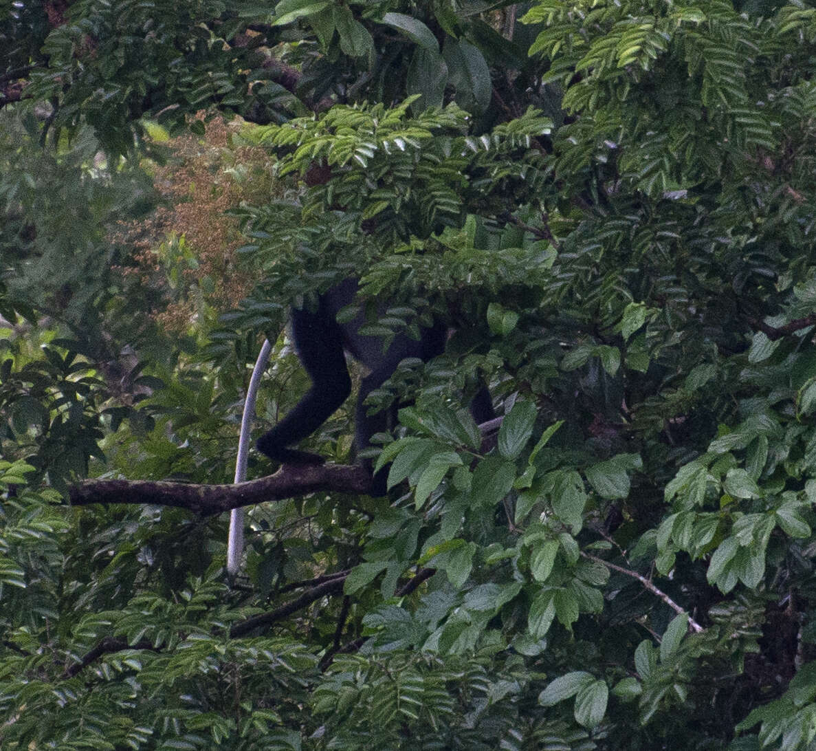 Image of Black-shanked Douc Langur