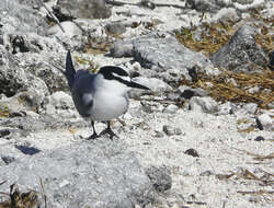 Image of Gray-backed Tern