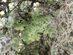 Image of Pseudocyphellaria faveolata (Delise) Malme