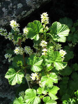 Image of Ribes fragrans Pall.