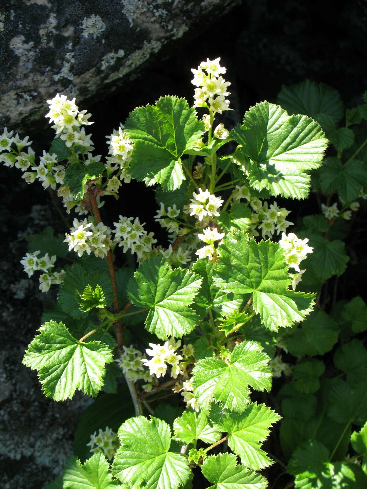 Image of Ribes fragrans Pall.