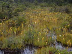 Image of yellow asphodel