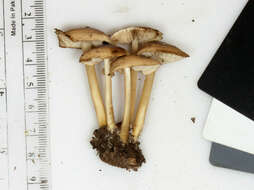 Image of Marasmius cystidiosus (A. H. Sm. & Hesler) Gilliam 1976