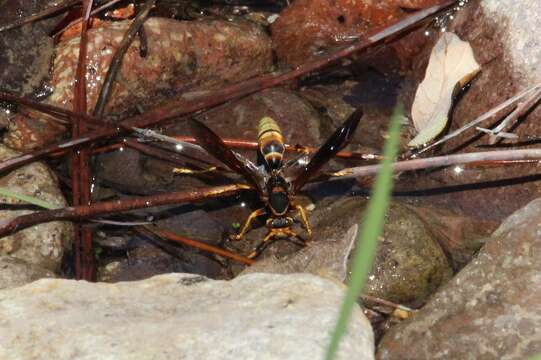 Image of Polistes comanchus navajoe Cresson 1868