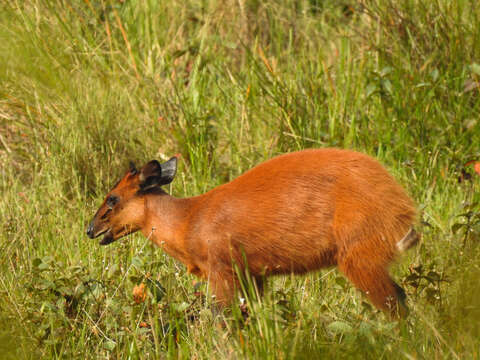 Image of Black-fronted Duiker