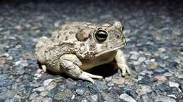 Image of southwestern toad