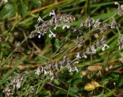 Image de Nepeta nepetella L.