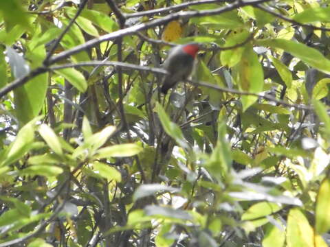 Image of Black-sided Flowerpecker