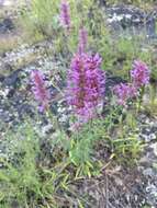 Imagem de Agastache pallidiflora subsp. neomexicana (Briq.) Lint & Epling