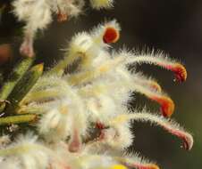 Image of Grevillea pilulifera (Lindl.) Druce