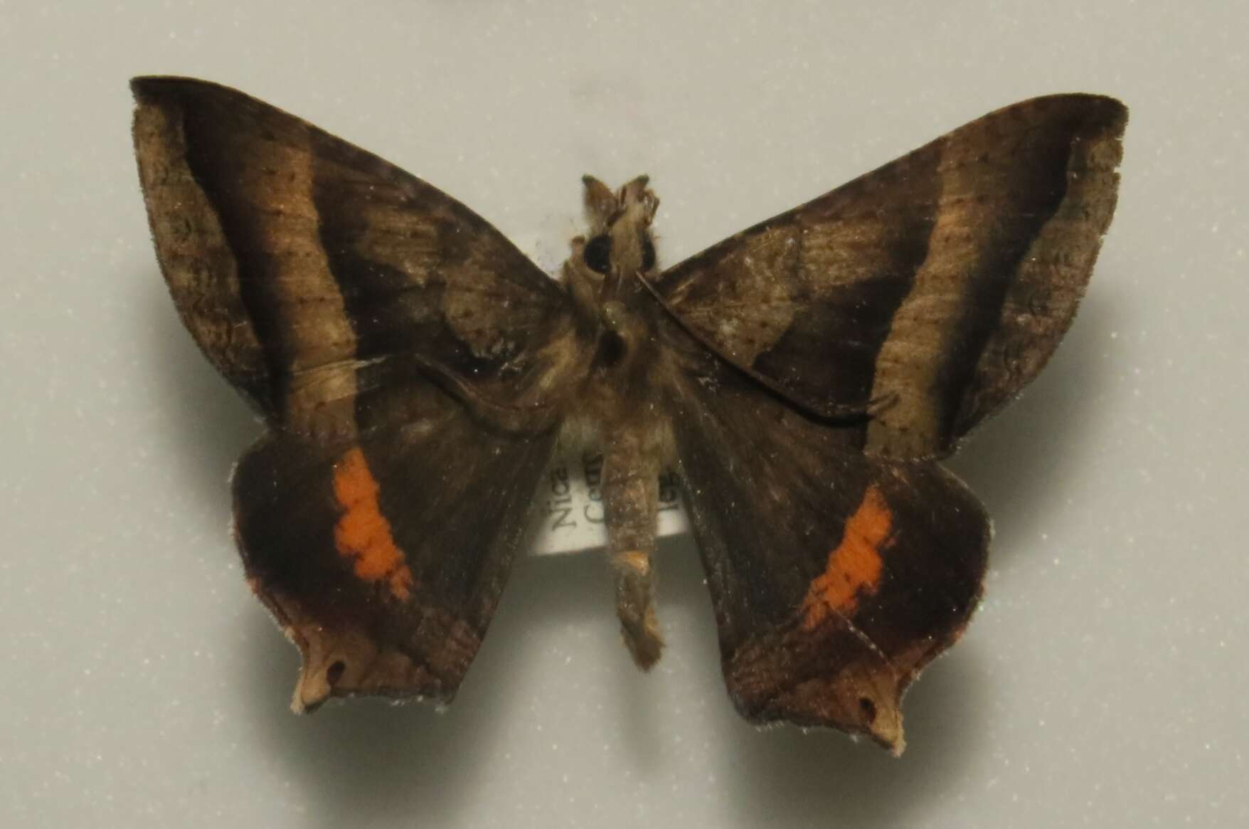 Image of Lonchotura ocylus Boisduval 1870