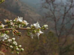 Plancia ëd Boswellia serrata Roxb. ex Colebr.