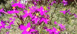 Image of Centaurium grandiflorum subsp. boissieri (Willk.) Z. Díaz