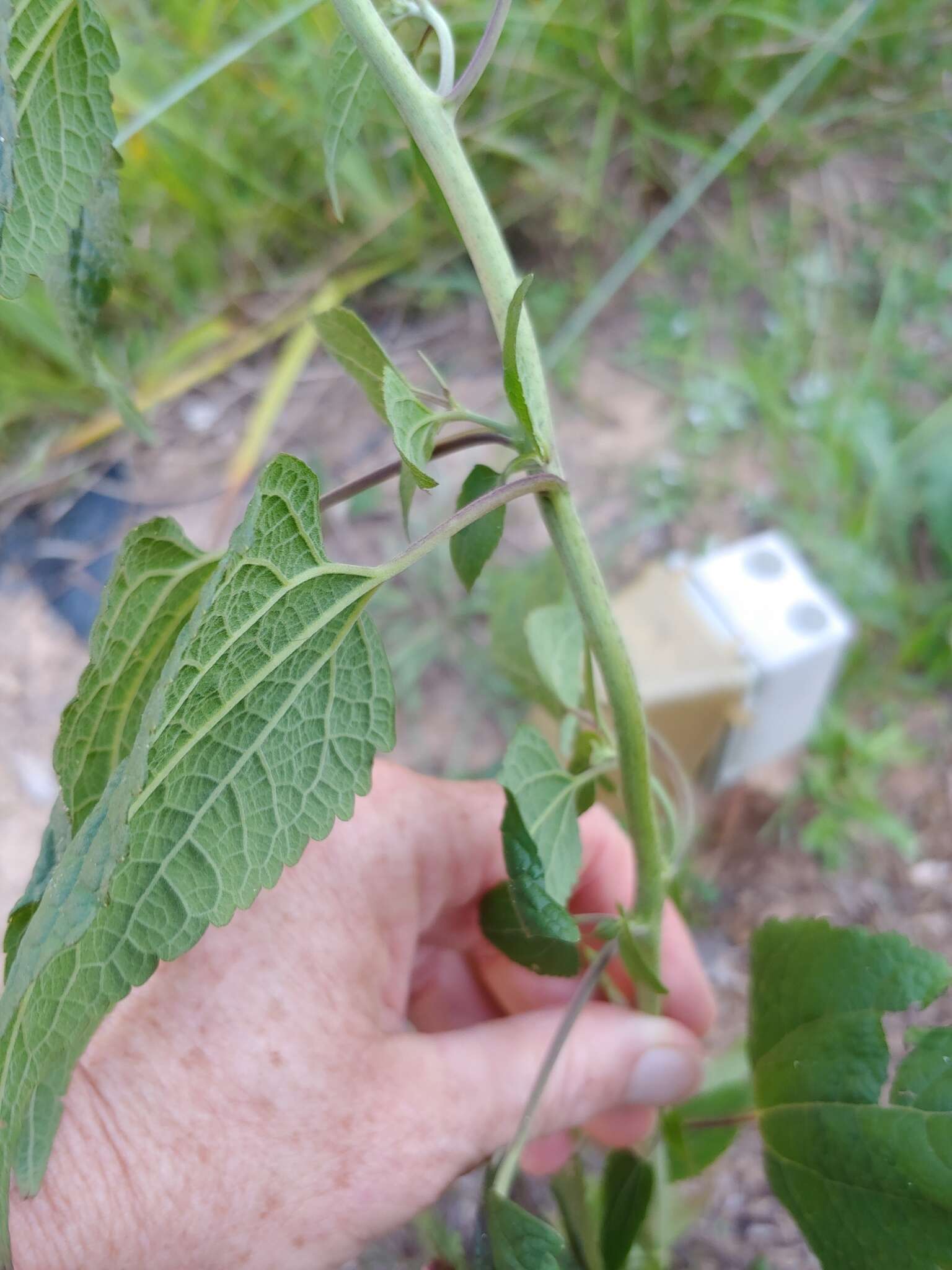 Plancia ëd Brickellia cordifolia Ell.