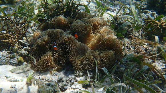 Image of Gigantic sea anemone