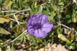 Plancia ëd Ruellia californica subsp. peninsularis (Rose) T. F. Daniel