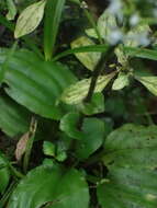 Image of Cypress-knee helmet orchid