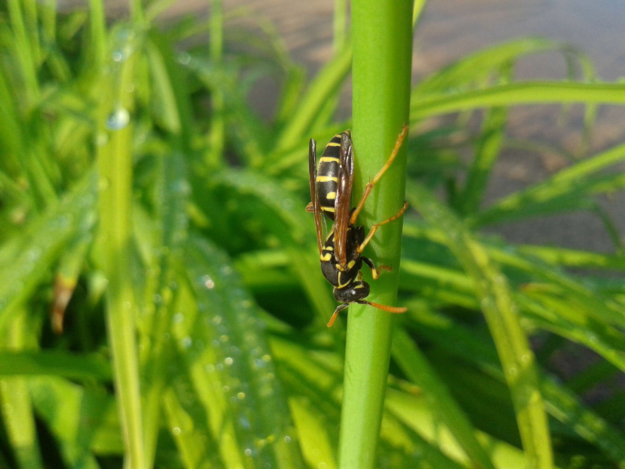 Image de Polistes chinensis antennalis Perkins 1905