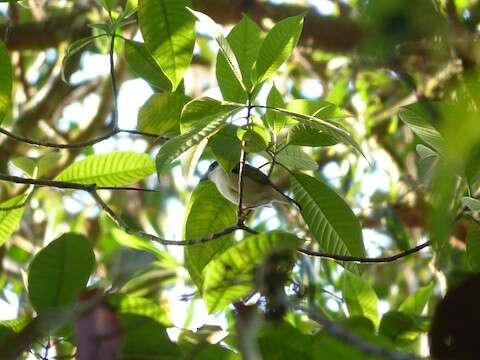 Imagem de Pteruthius aeralatus Blyth 1855