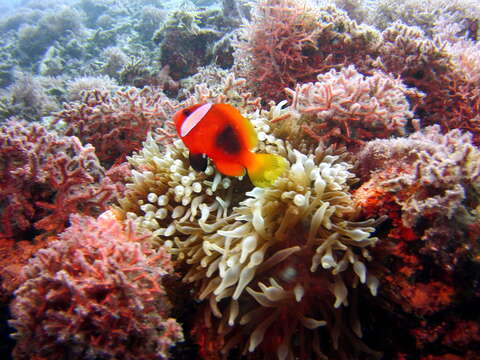 Image of Cinnamon clownfish